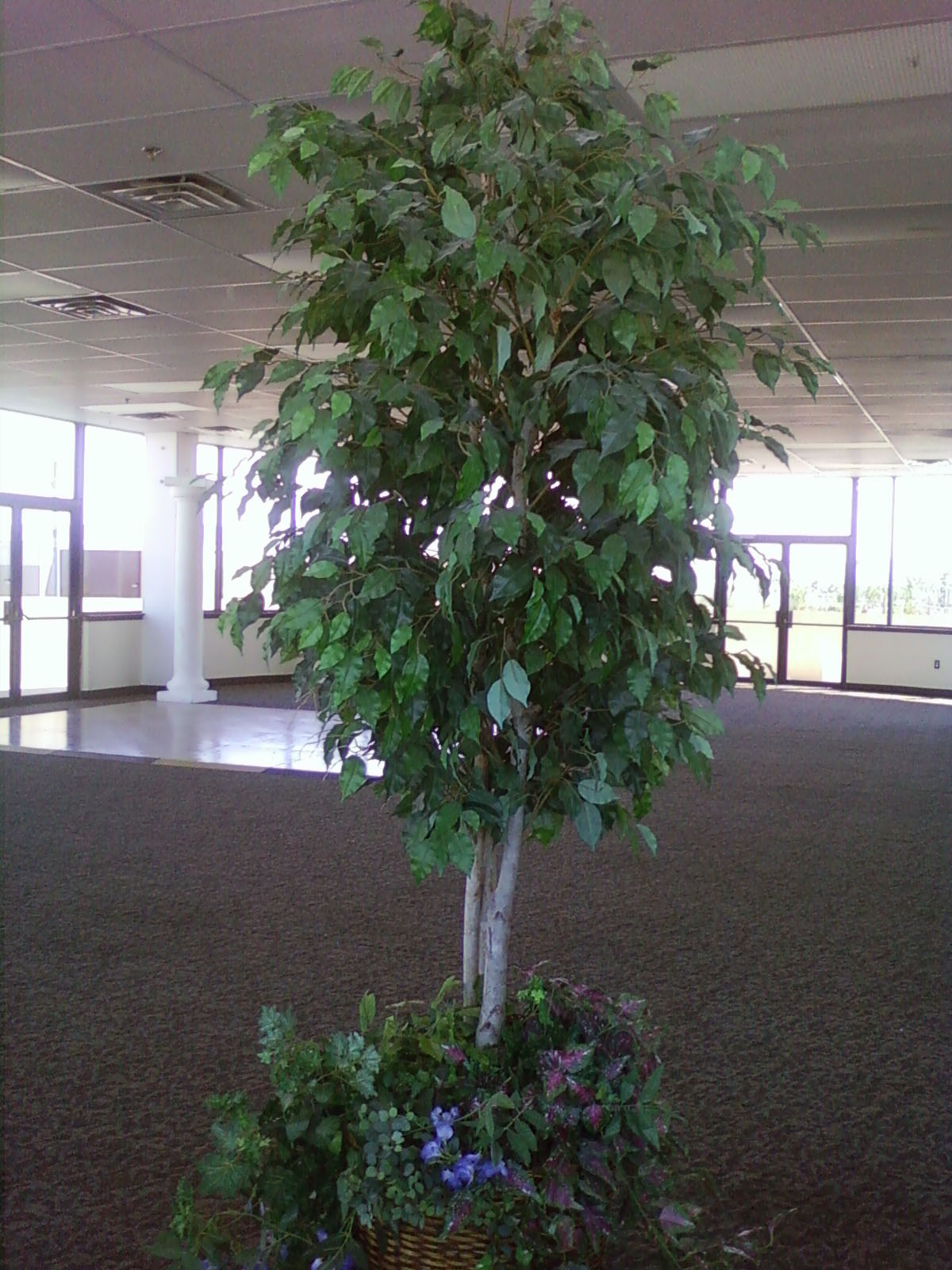 8' Ficus Tree